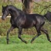 Arabian Gelding for Sale Germany Arabian Gelding for Sale Germany