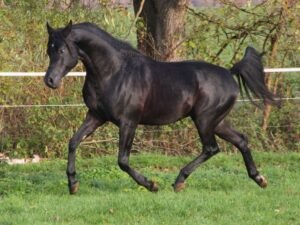 Arabian Gelding for Sale Germany Arabian Gelding for Sale Germany