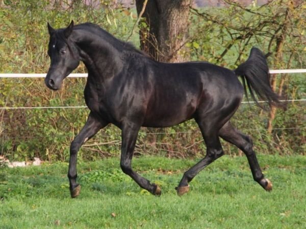 Arabian Gelding for Sale Germany Arabian Gelding for Sale Germany