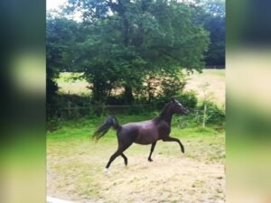 black arabian mare for sale black arabian mare for sale