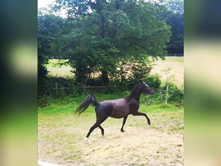 black arabian mare for sale