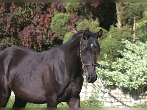 🐎 Arabian Mare for Sale Poland