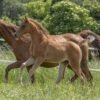 Arabian mare for sale Germany Arabian mare for sale Germany
