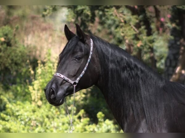 Arabian Mare for Sale Poland