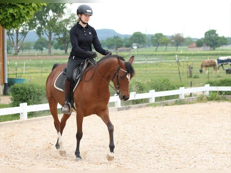 Arabian Mare for Sale Germany