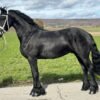 Friesian Gelding for Sale EU