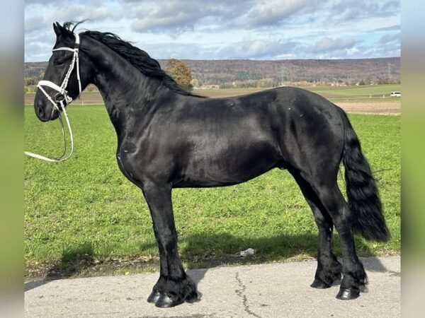 Friesian Gelding for Sale EU