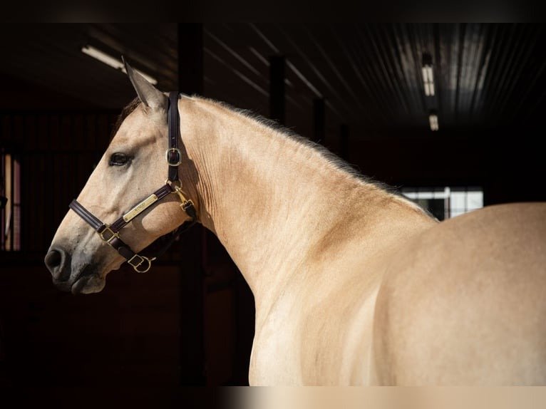 🐎 Friesian Sporthorse Gelding for Sale USA