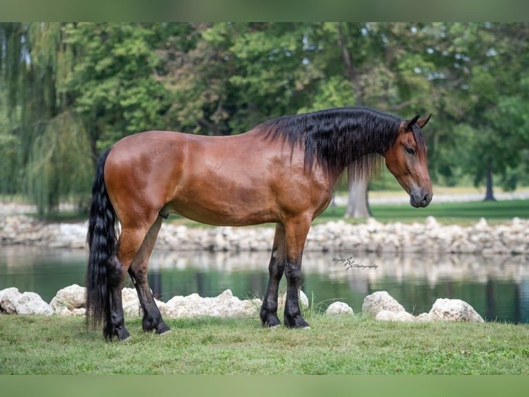 Friesian Gelding for Sale USA