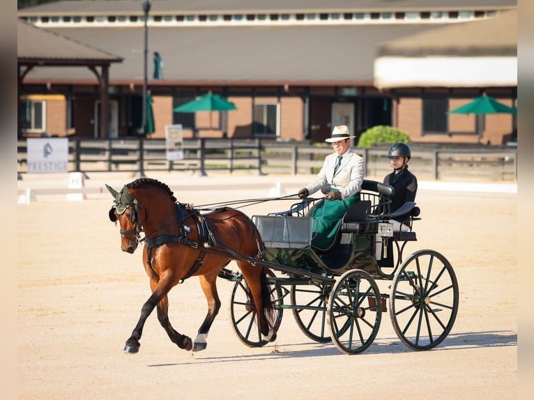 Friesian Cross Pony for Sale USA