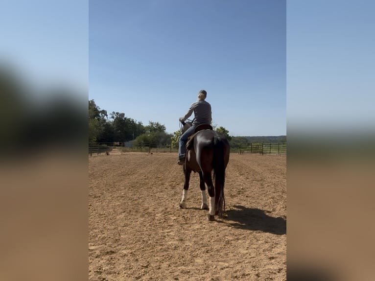 Friesian Gelding for Sale USA