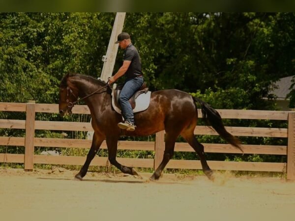 Friesian Gelding for Sale USA