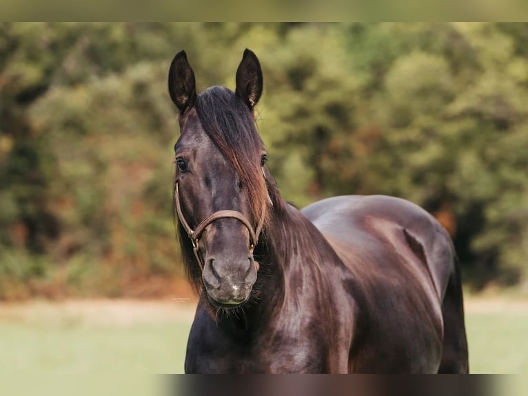 π Friesian Gelding for Sale USA
