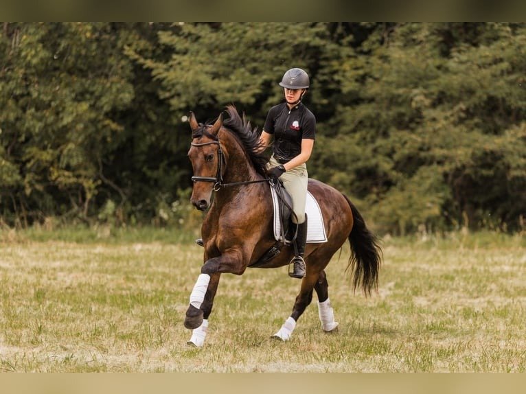 🐎 Friesian Sport Horse for Sale USA