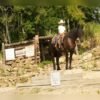 Friesian Cross Gelding for Sale USA
