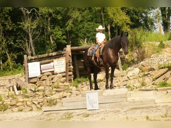 Friesian Cross Gelding for Sale USA