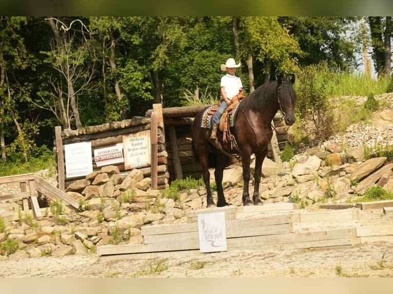 Friesian Cross Gelding for Sale USA