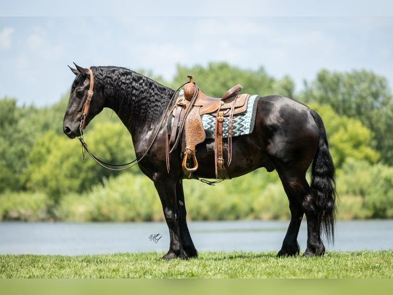 🐎 Friesian Sport Horse for Sale USA