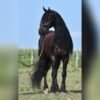 Friesian Sport Horse for Sale USA