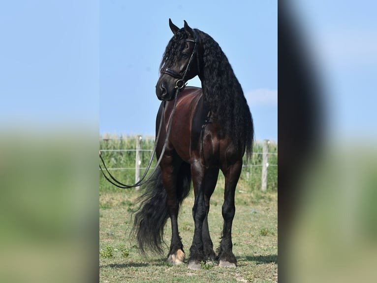 Friesian Sport Horse for Sale USA