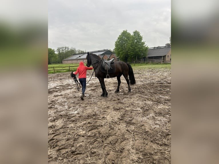 Friesian Mare for Sale EU