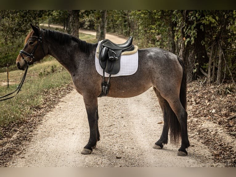 π Friesian Mare for Sale USA