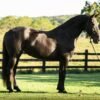 🐎 Friesian Mare for Sale USA