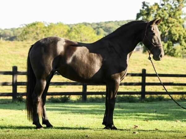 🐎 Friesian Mare for Sale USA