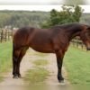 🐎 Friesian Mare for Sale USA 🐎 Friesian Mare for Sale USA