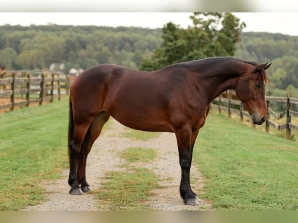 🐎 Friesian Mare for Sale USA 🐎 Friesian Mare for Sale USA