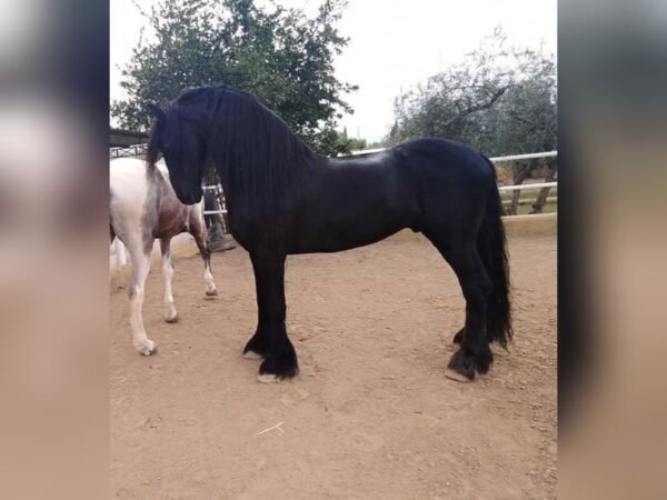🐎 Friesian Stallion for Sale EU