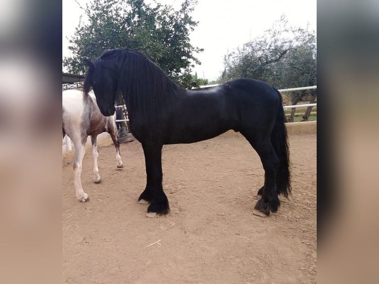 🐎 Friesian Stallion for Sale EU