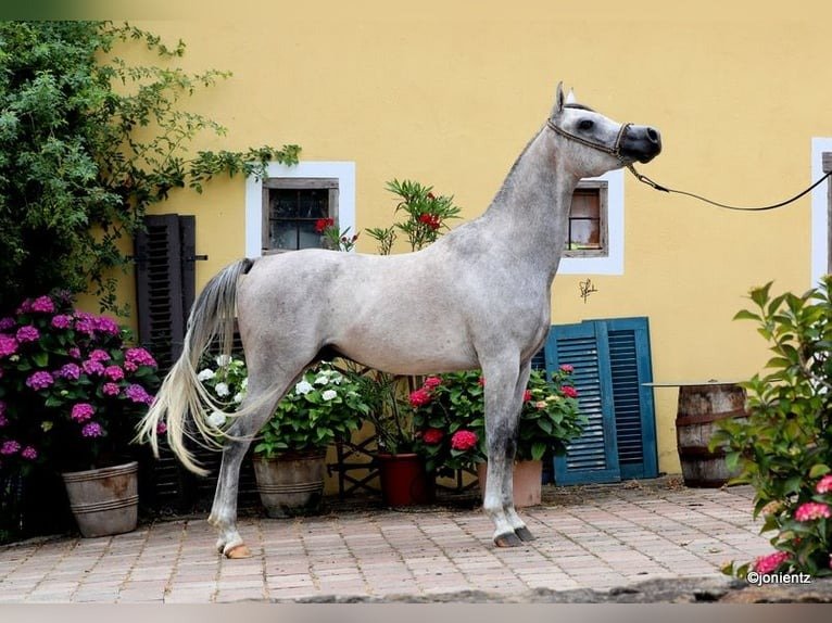 Arabian Gelding for Sale Germany