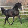 Arabian Gelding for Sale Germany Arabian Gelding for Sale Germany