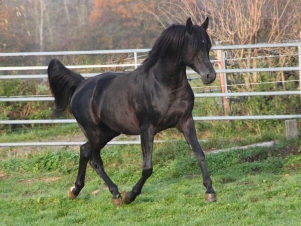 Arabian Gelding for Sale Germany Arabian Gelding for Sale Germany