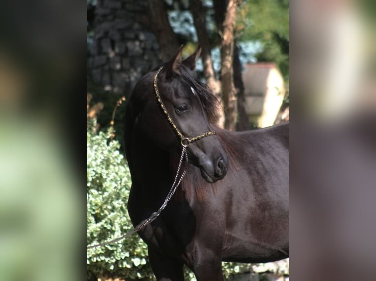 🐎 Arabian Mare for Sale Poland