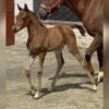 Arabian mare for sale Germany Arabian mare for sale Germany
