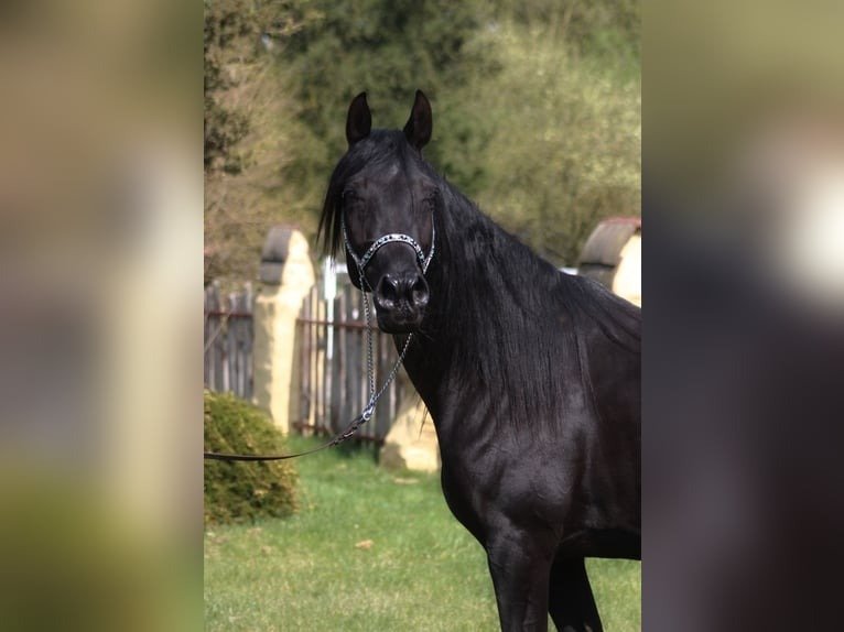Arabian Mare for Sale Poland
