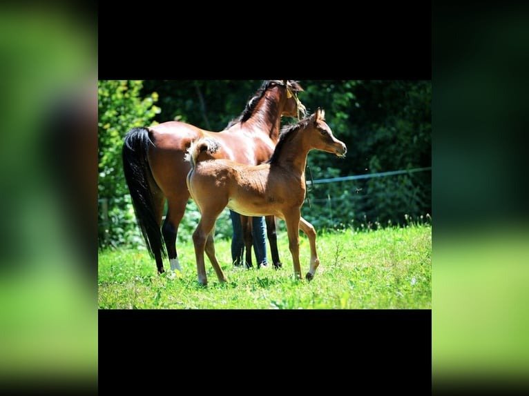 Arabian Mare for Sale Germany
