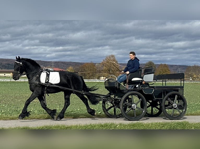 Friesian Gelding for Sale EU
