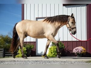 🐎 Friesian Sporthorse Gelding for Sale USA