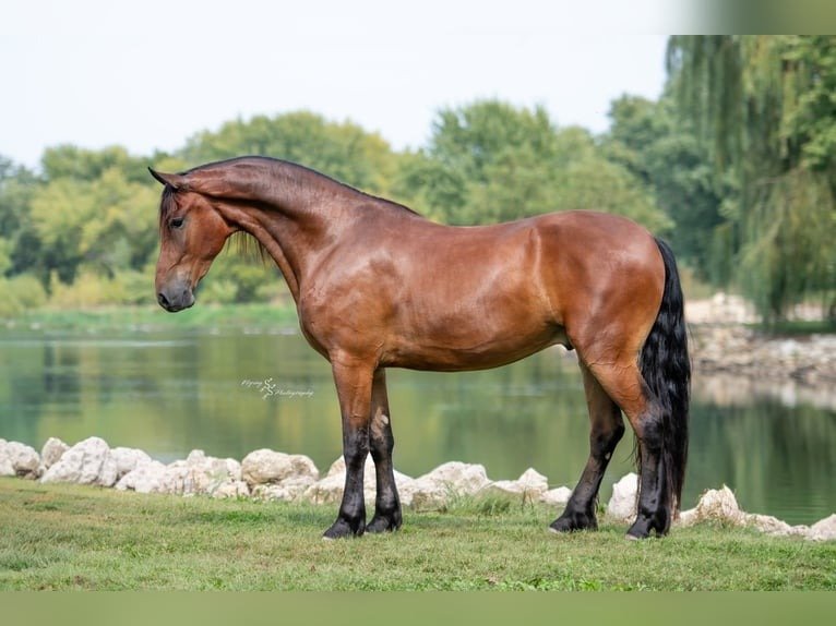 Friesian Gelding for Sale USA