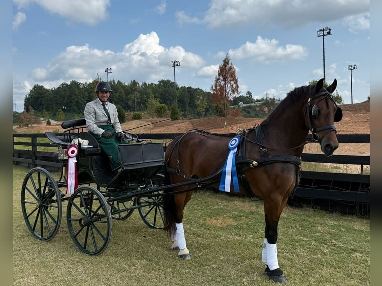 Friesian Cross Pony for Sale USA