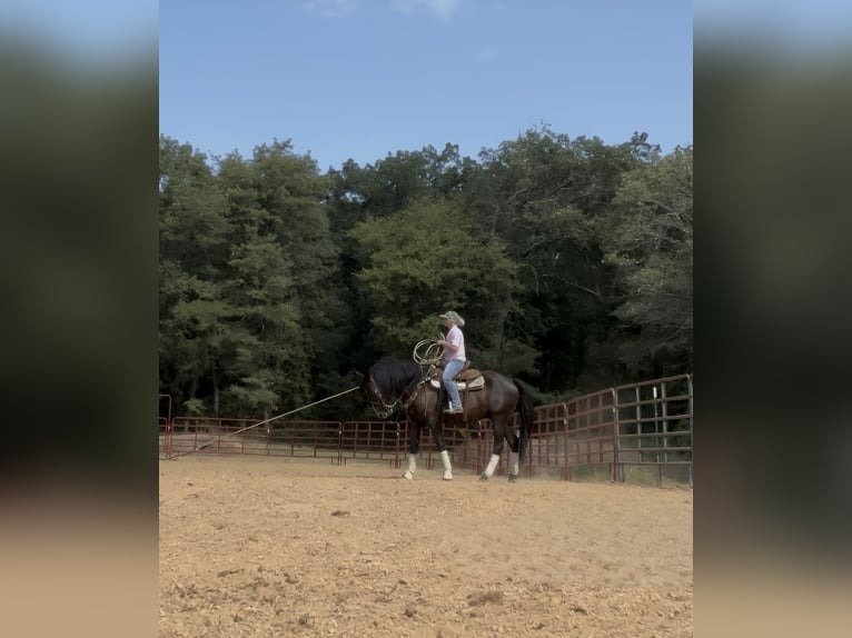 Friesian Gelding for Sale USA