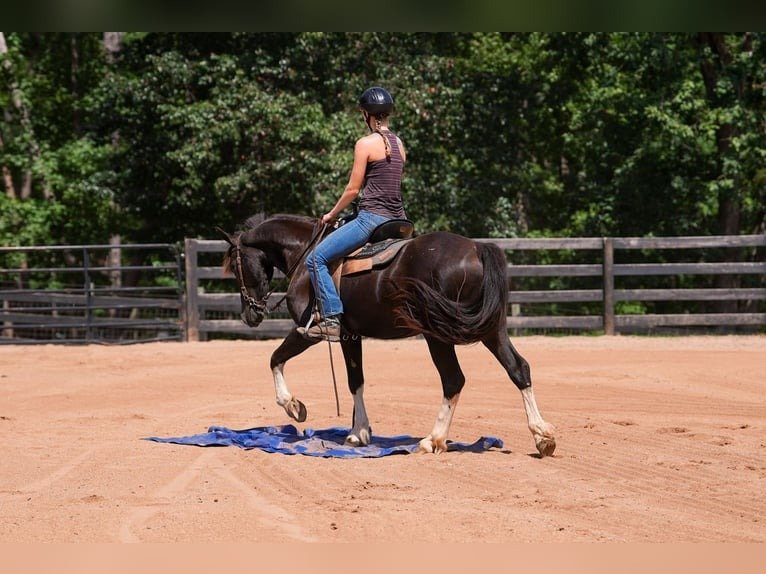 warlander mare for sale usa