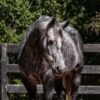 🐎 Friesian Gelding for Sale USA