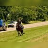 Friesian Gelding for Sale USA
