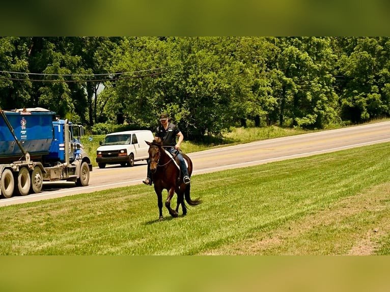 Friesian Gelding for Sale USA