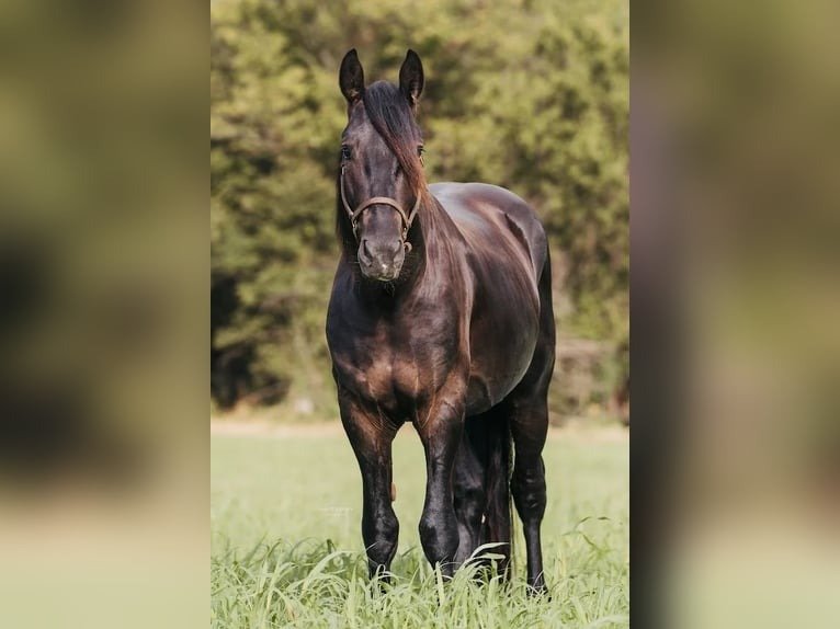 π Friesian Gelding for Sale USA