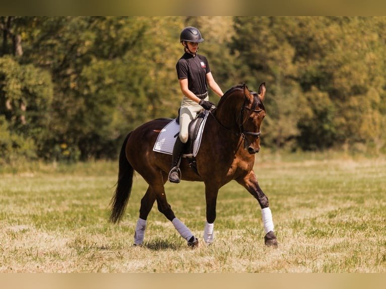 🐎 Friesian Sport Horse for Sale USA